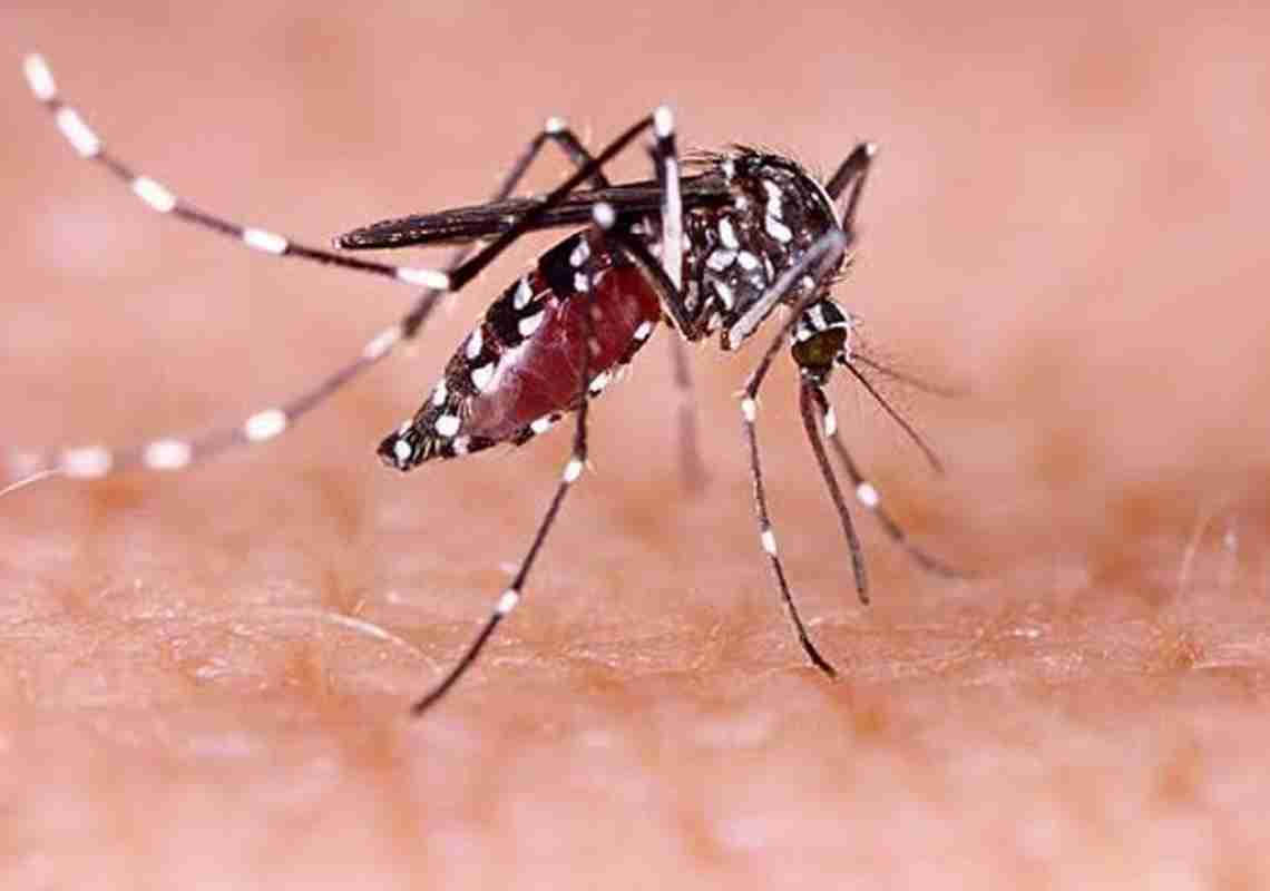 Casos de dengue aumentam no Ceará e reforçam alerta para prevenção e cuidados